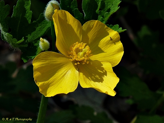 {Stylophorum diphyllum}